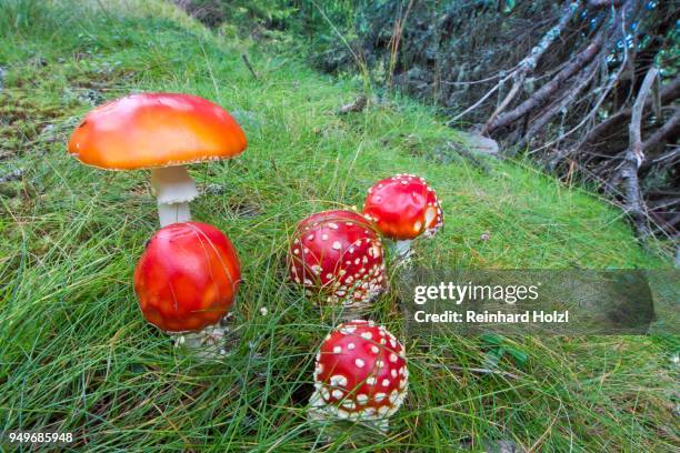 red fly agaric (amanita muscaria) in gras, tyrol, austria - agaricomycotina stock pictures, royalty-free photos & images