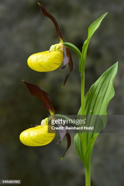 yellow ladys slipper orchid (cypripedium calceolus), tyrol, austria - calceolus stock-fotos und bilder