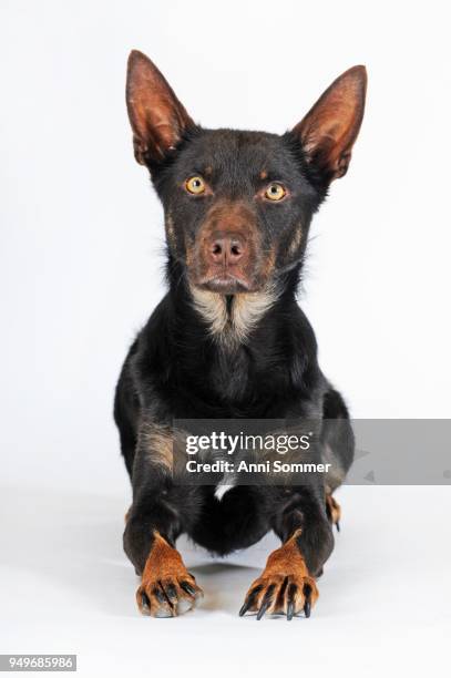 australian kelpie, choco-tan, dog, lying, alert - オーストラリアンケルピー ストックフォトと画像