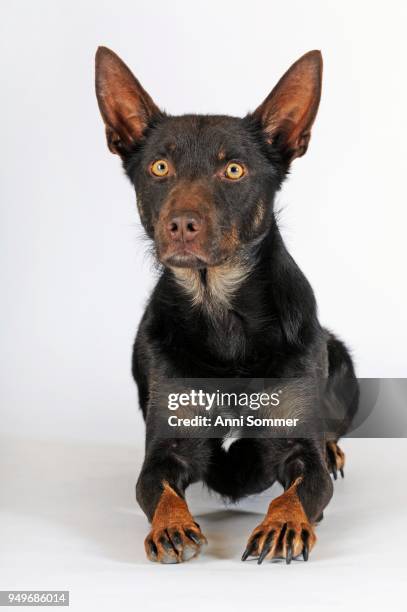 australian kelpie, choco-tan, dog, lying, alert - ear pointing stock pictures, royalty-free photos & images