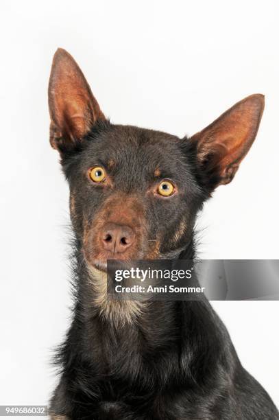 australian kelpie, choco-tan, male, portrait - australian kelpie 個照片�及圖片檔