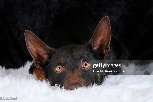 australian kelpie, choco-tan, male, lying on white fur, portrait - australian kelpie fotografías e imágenes de stock