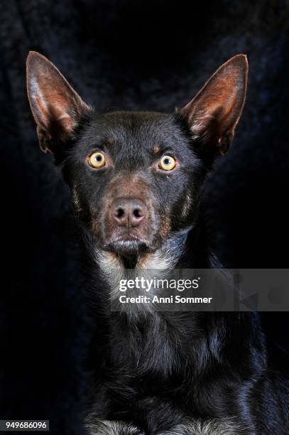 australian kelpie, choco-tan, male, portrait - オーストラリアンケルピー ストックフォトと画像