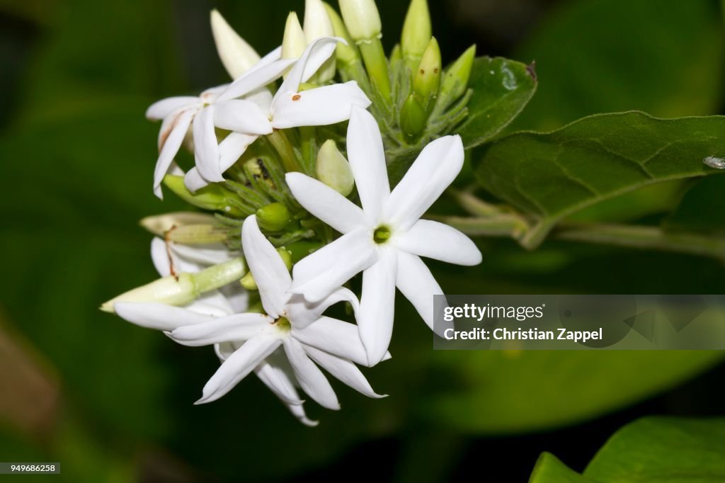 Jasmine (Jasminum sambac), Bali, Indonesia
