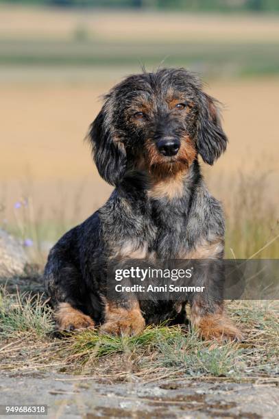 rough-haired dachshund, sitting, male - wire haired dachshund stock pictures, royalty-free photos & images