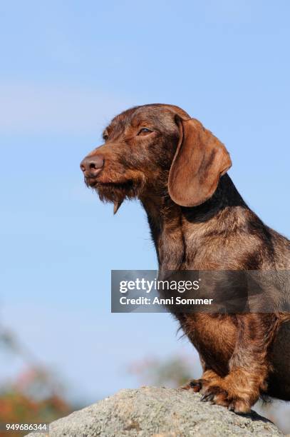 rough-haired dachshund, red, bitch, on the lookout - wire haired dachshund stock pictures, royalty-free photos & images