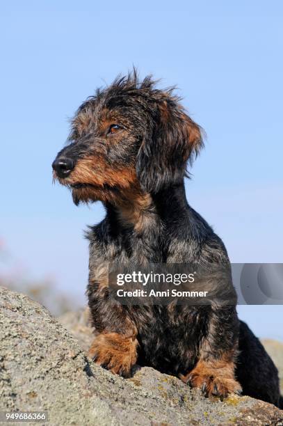 rough-haired dachshund, male, looking for - wire haired dachshund stock pictures, royalty-free photos & images
