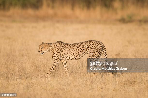 cheetah (acinonyx jubatus), running, nxai pan national park, ngamiland district, botswana - ngamiland stock-fotos und bilder