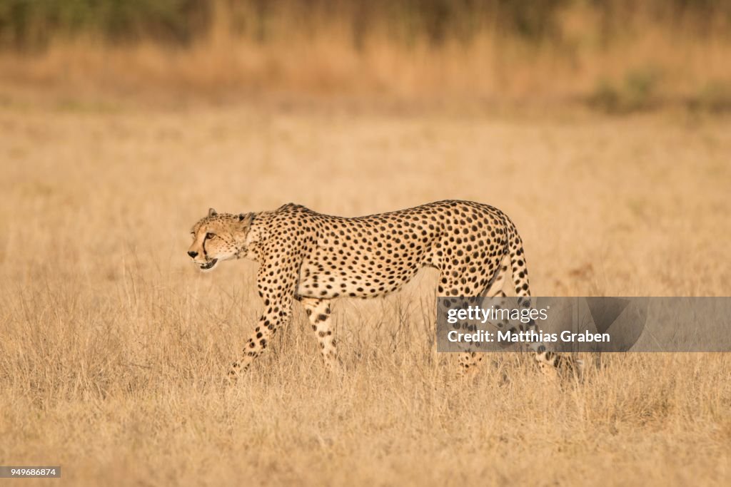 Cheetah (Acinonyx jubatus), running, Nxai Pan National Park, Ngamiland District, Botswana