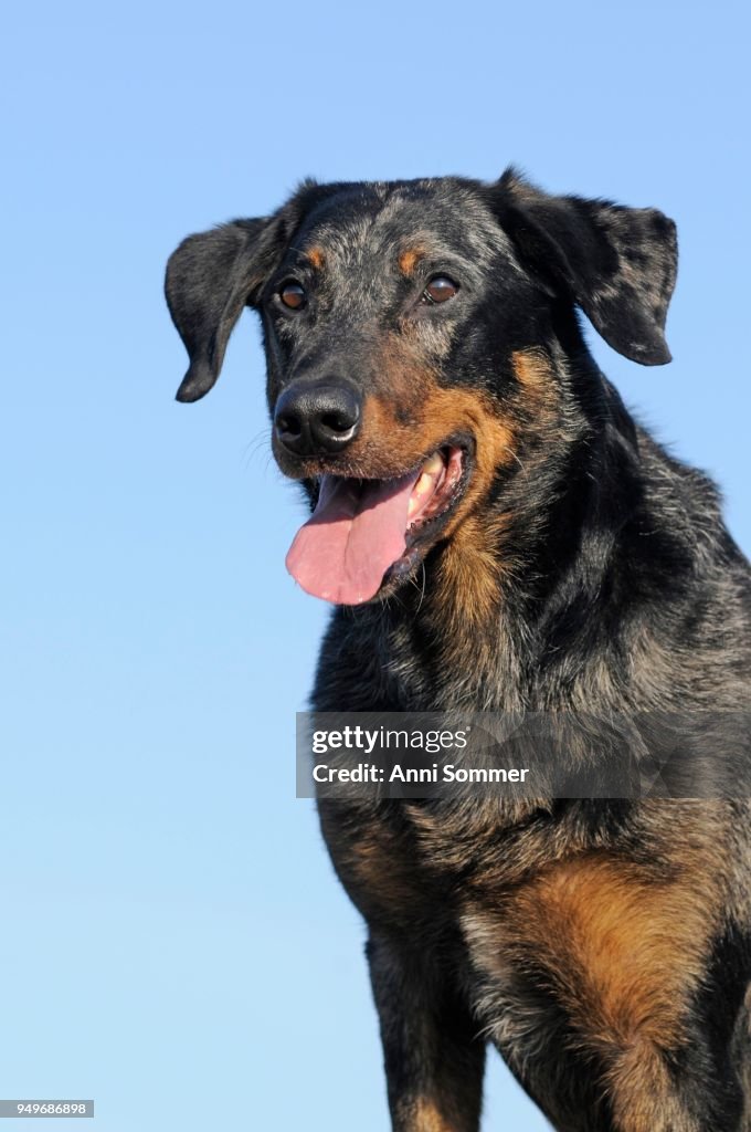 Harlequin Beauceron, blue merle, male dog, sitting