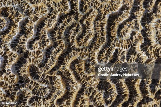 coral fossil texture background, marsa alam, egypt - marsa alam stock pictures, royalty-free photos & images