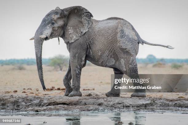 african elephant (loxodonta africana), after a mud bath at the waterhole, nxai pan national park, ngamiland district, botswana - ngamiland stock-fotos und bilder