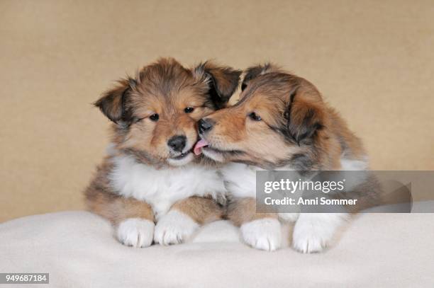 collie longhair, sable, two puppies 8 weeks, next to each other, lick off each other - collie stock pictures, royalty-free photos & images