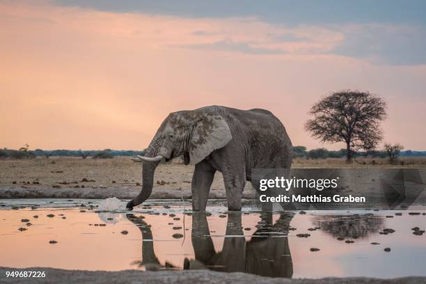 african elephant (loxodonta africana) drinks at a waterhole, nxai pan national park, ngamiland district, botswana - ngamiland stock-fotos und bilder