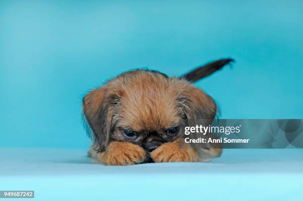 brussels griffon, puppy, 8 weeks, red, lying head between paws - griffon bruxellois stock pictures, royalty-free photos & images