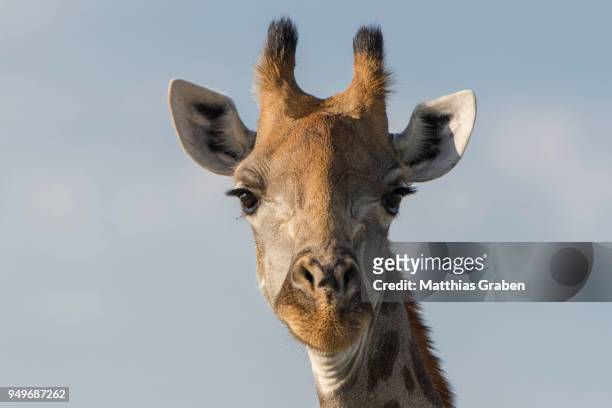 giraffe (giraffa camelopardalis), portait, nxai pan national park, ngamiland district, botswana - ngamiland stock-fotos und bilder