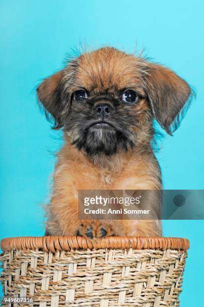 brussels griffon, puppy, 8 weeks, red, in wicker basket - griffon bruxellois stock pictures, royalty-free photos & images