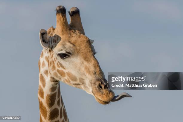giraffe (giraffa camelopardalis) with outstretched tongue, portait, nxai pan national park, ngamiland district, botswana - ngamiland stock-fotos und bilder