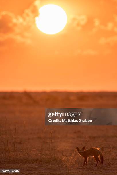 bat-eared fox (otocyon megalotis), at sunset, dry grassland, nxai pan national park, ngamiland district, botswana - ngamiland stock-fotos und bilder
