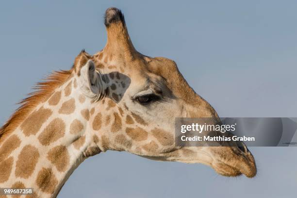 giraffe (giraffa camelopardalis), portait, nxai pan national park, ngamiland district, botswana - ngamiland stock-fotos und bilder