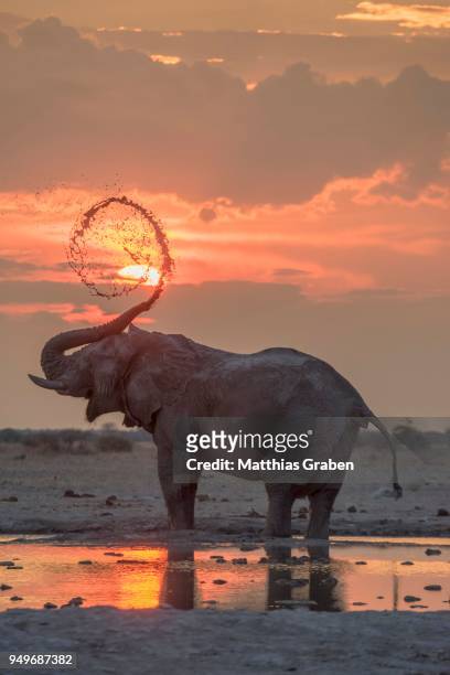 african elephant (loxodonta africana), mud bath at sunset at a waterhole, nxai pan national park, ngamiland district, botswana - ngamiland stock-fotos und bilder