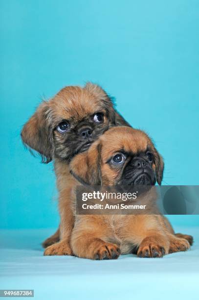 brussels griffon, two puppies, 8 weeks, red, 9 weeks - 8 9 anni stock pictures, royalty-free photos & images