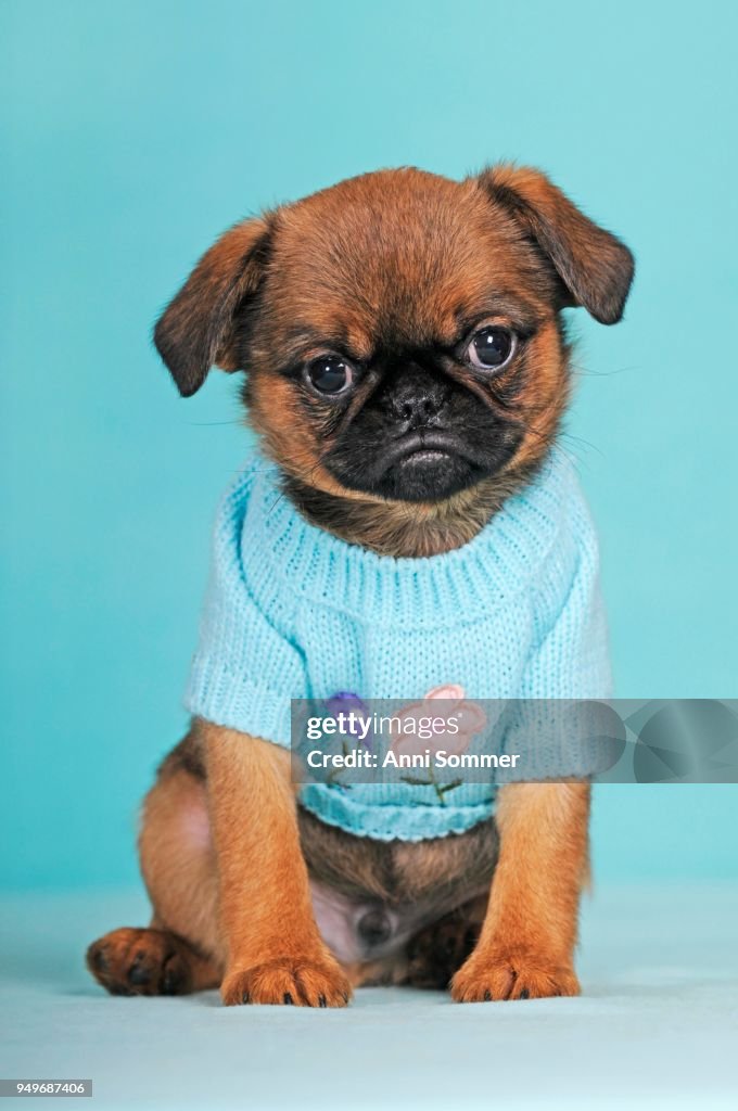 Brussels Griffon Puppy Red 9 Weeks Wears Light Blue Sweaters High-Res Stock  Photo - Getty Images