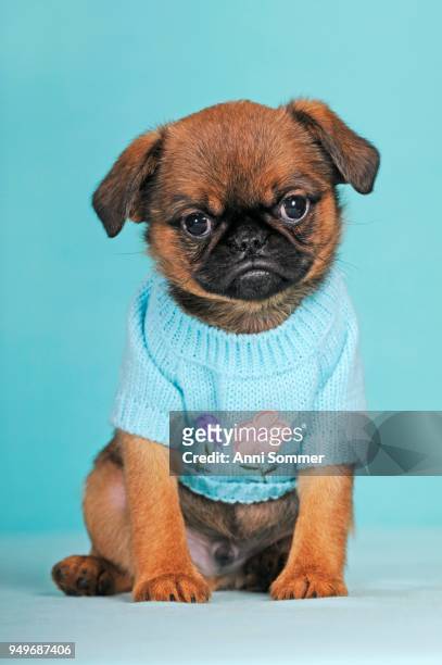 brussels griffon, puppy, red, 9 weeks, wears light blue sweaters - tame stock pictures, royalty-free photos & images