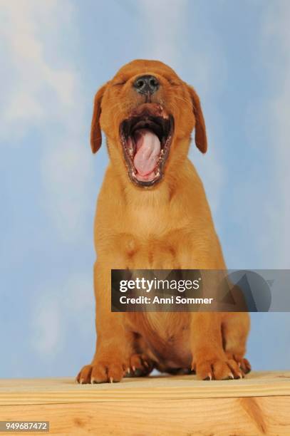 labrador retriever, yellow, puppy, 6 weeks, yawning - dog eyes closed stock pictures, royalty-free photos & images