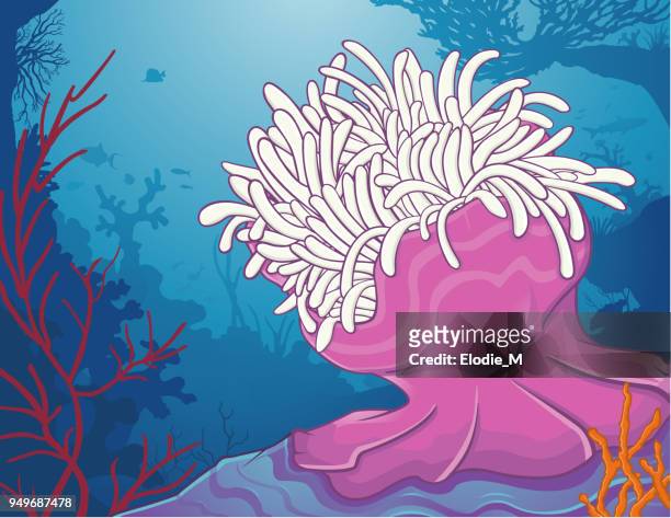 bildbanksillustrationer, clip art samt tecknat material och ikoner med havsanemon / anémone de mer - blue anemone