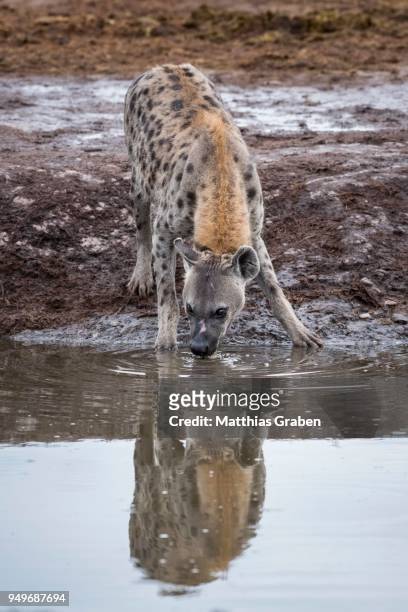 spotted hyena (crocuta crocuta), drinks at waterhole, marabou pan, savuti, chobe national park, chobe district, botswana - savuti reserve stock pictures, royalty-free photos & images
