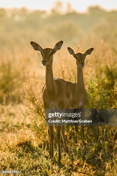 impalas (aepyceros melampus), two females in backlight, morning light, peters pan, savuti, chobe national park, chobe district, botswana - savuti reserve stock pictures, royalty-free photos & images