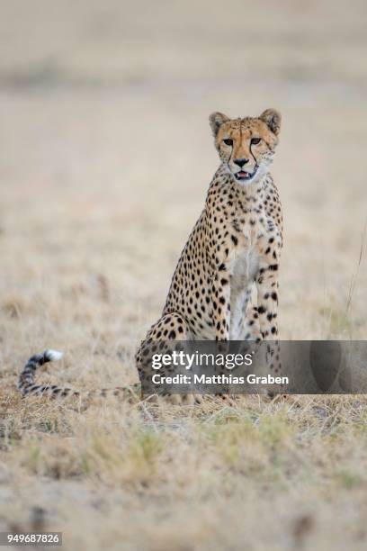 cheetah (acinonyx jubatus), sitting, nxai pan national park, ngamiland district, botswana - ngamiland stock-fotos und bilder