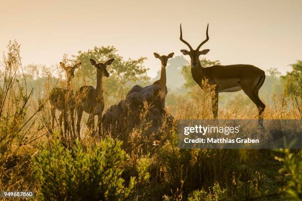 impalas (aepyceros melampuss), group with buck and female attentive in the backlight, morning light, peters pan, savuti, chobe national park, chobe district, botswana - savuti reserve stock pictures, royalty-free photos & images