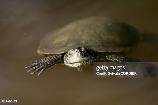 Cistude d'Europe ou tortue boueuse European pond terrapin or European pond turtle or European pond tortoise Emys orbicularis Classe : Reptilia Ordre...