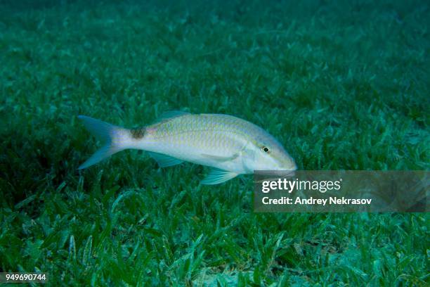 two spot goatfish (parupeneus rubescens) swim over sea gras, red sea, dahab, egypt - parupeneus stock pictures, royalty-free photos & images