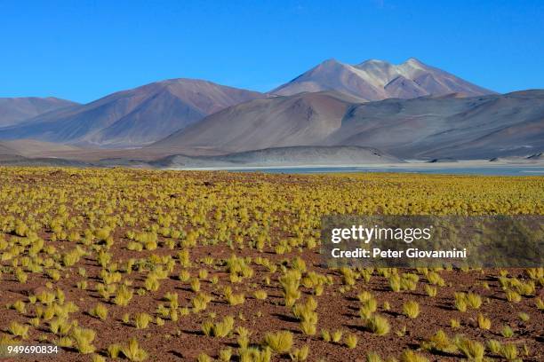 lagune salar de talar mit kahlen bergen cerros de incahuasi und paso de sica, antofagasta region, chile - lagune stock pictures, royalty-free photos & images