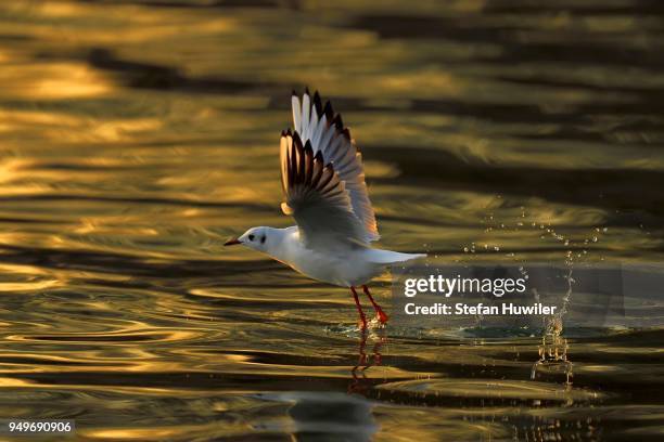 black-headed gull (larus ridibundus) taking flight from water, evening light, lake zug, canton of zug, switzerland - lake zug stockfoto's en -beelden