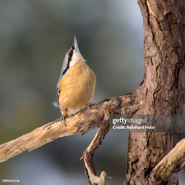 eurasian nuthatch (sitta europaea), sits on branch, stretches head up, tyrol, austria - sitta stock-fotos und bilder