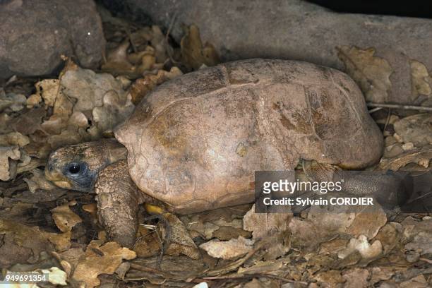 Tortue articulee de Bell agee de 100 ans Bell's hingeback tortoise Kinixys belliana.