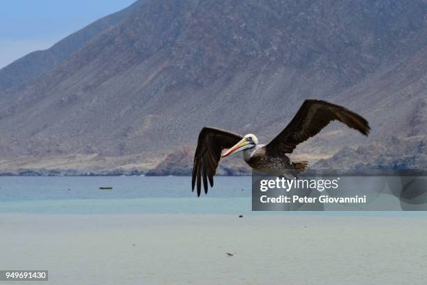 peruvian pelican (pelecanus thagus), in flight, pan de azucar national park, near chanaral, region de atacama, chile - azucar bildbanksfoton och bilder