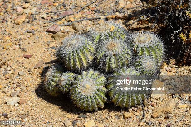 cactus (copiapoa cinerascens), pan de azucar national park, near chanaral, region de atacama, chile - azucar bildbanksfoton och bilder