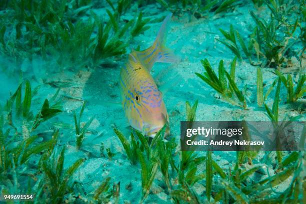 cinnabar goatfish (parupeneus heptacanthus) hiding in the sea grass, red sea, dahab, egypt - parupeneus stock pictures, royalty-free photos & images