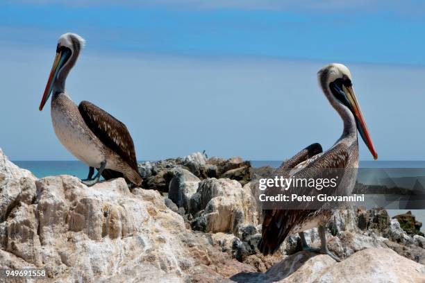 peruvian pelicans (pelecanus thagus) on rocks, pan de azucar national park, near chanaral, region de atacama, chile - azucar bildbanksfoton och bilder