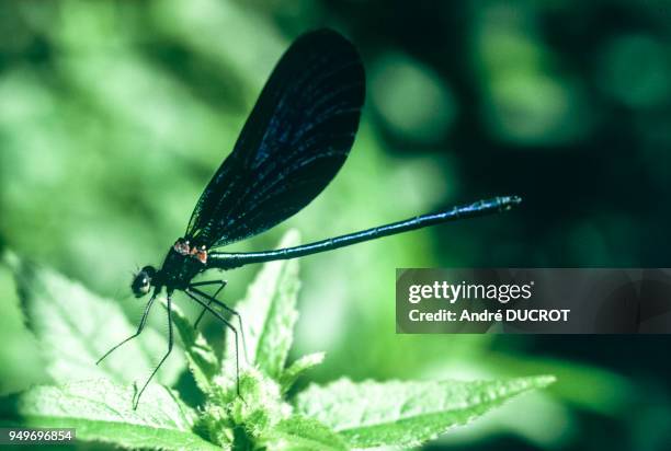 Libellule calopteryx virgo , à Huilly-sur-Seille, le 2 juillet 1977, en Saône-et-Loire, France.