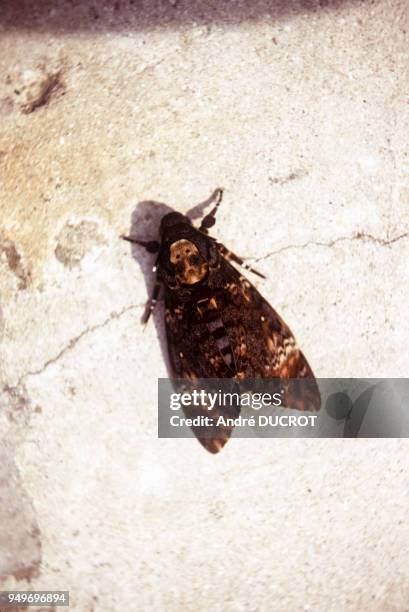 Papillon sphinx tête de mort à Ecouen, en septembre 1973, dans le Val-d'Oise, France.