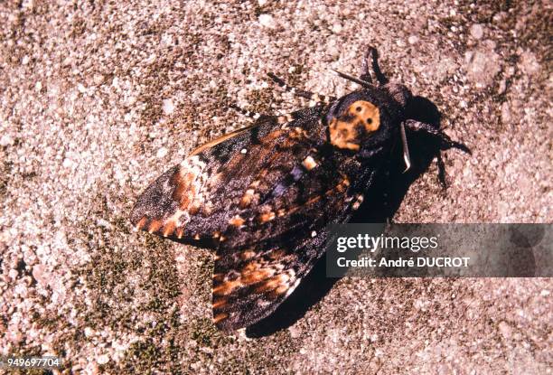 Papillon sphinx tête de mort à Sornay, le 2 septembre 1973, en Saône-et-Loire, France.