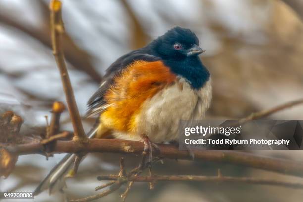 spotted towhee perched - towhee stock pictures, royalty-free photos & images