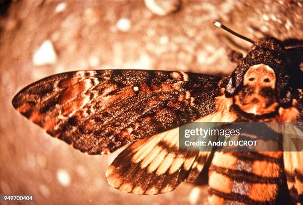 Papillon sphinx tête de mort à Ecouen, en septembre 1973, dans le Val-d'Oise, France.