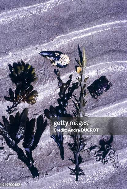 Algues fucus vésiculeux, fucus serratus, fucus spiralis, arénicole, à Plestin-les-Grèves, en août 1967, dans les Côtes-d'Armor, France.